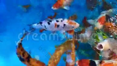 合上大群锦鲤.. 大的彩色鱼，大的大小，在蓝色的水在水族馆。 4K